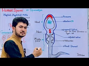 Human Sperm class 12 biology| Spermatogenesis
