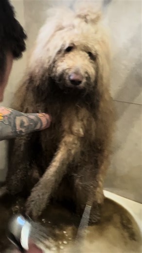 #goldendoodle #yogi