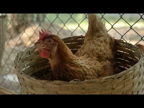 Broiler Hatchery Management Guide