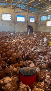 MISTAKES FARMERS MAKE IN POULTRY FARMING 1.)Not knowing the market: Some farmers jump into poultry farming without checking what people really want to buy.They don’t study the market first which is a big mistake.Learn about market demand.Obey the laws of demand and supply.Don't produce what the market isn't interested in. 2.)Not taking it seriously: Poultry farming isn’t just about selling eggs and meat. It’s a real business that needs good planning and management. If you don’t treat it seriousl