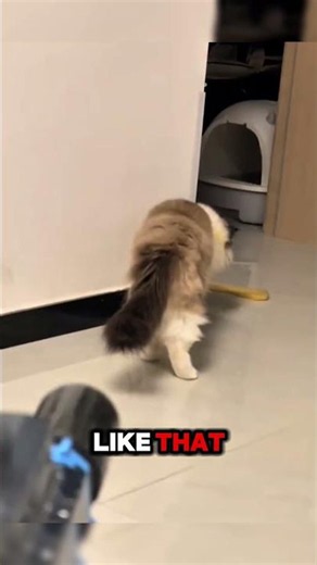 Cats vs. Toys 😂🐱 | The Funniest Cat Playtime Moments