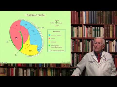 Lecture 8. The Thalamus Structure, Function and Dysfunction