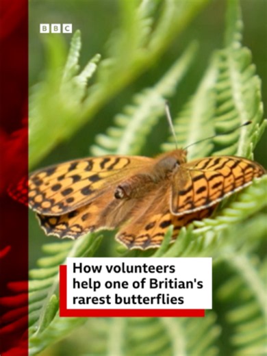 Grazing cows are helping one of the rarest British butterflies 🦋 The high brown fritillary, with its brilliant orange wings and black markings, was once widespread in Wales and England. But its numbers have gone down 62% since 1970, in part because they need a delicate combination of bracken and common dog violet to survive. Paul Dunn, who’s been spent 30 years working to revive the rare butterfly in bracken of the Alun Valley at Old Castle Down, Vale of Glamorgan, says cows have been brought i