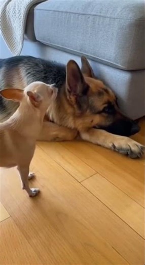 This Chihuahua Is Out Of Control