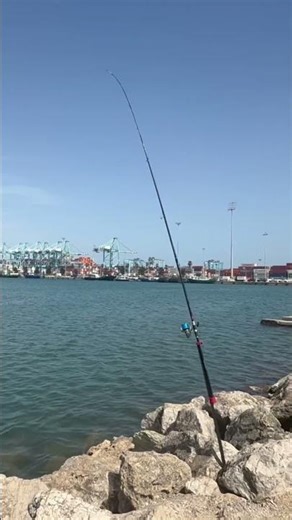 Cómo pescar doradas a surfcasting desde espigón | Picada brutal (Shorts)