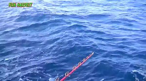 6.1K views · 152 reactions | Amazing Gian Tuna Fishing Skill - Fisherman fishing big tuna at sea p4. | Sea Fishing | Facebook