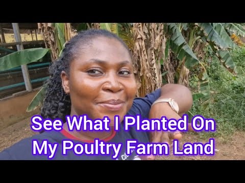 See What I Planted On My Poultry Farm Land (How I Use Extra Space Smartly)