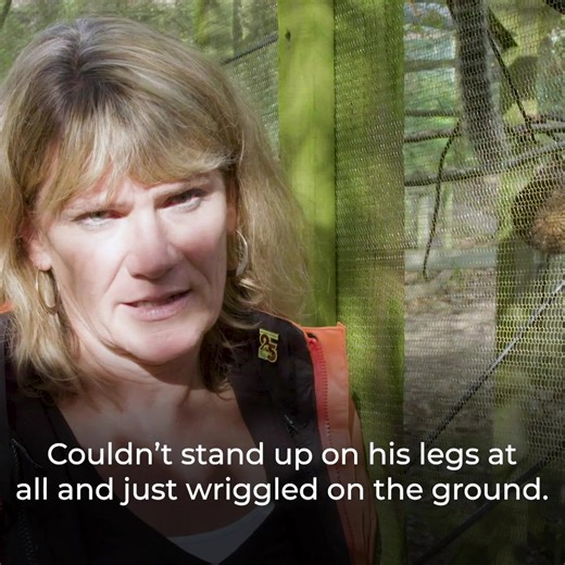 Primates are highly intelligent, curious animals that can thrive on social contact 🐒 That’s why we’re introducing legislation to stop them being kept as household pets. A new licensing scheme will set strict rules to ensure only private keepers who provide the highest welfare standards can keep primates. Alison Cronin tells the story of Leo the common marmoset, who was sold into the pet trade as an infant before arriving at Monkey World - Ape Rescue Centre, Official Facebook Page. Read more: ht