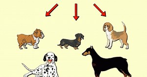 #134 Artificial and natural selection