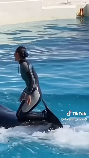 Exploring the Fascinating World of Orcas