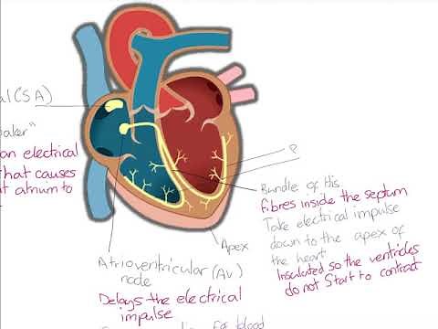 OCR Biology A level - Initiation of the heartbeat