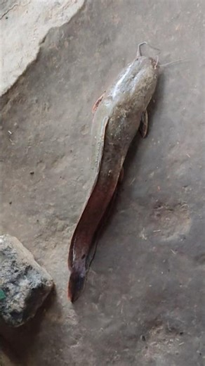 friendseep #shortvideo #viralvideo #trending #rupamhira