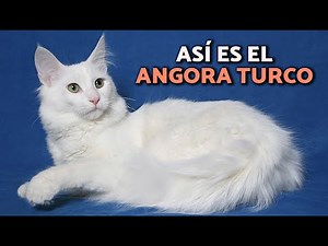 Turkish Angora Cat 😻All about the BREED (history, characteristics and care)