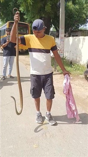 धामन साँप, Rat Snake #साँप #ratsnake #rat #ratsnakerescue #snake #newshorts #ytshorts #cobra #india