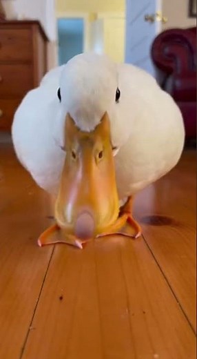 The Famous Duck Video Watch This Quacking Wonder #ducks #wildlife #nature