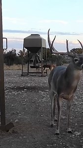 Get out the way, big boy coming through 👀 If you're looking to make your whitetail of a lifetime dreams come true, look no further than here at AGO! We only have a few spots left this season Give us a call at 325-603-5336 Double Down Deer Feed REVEAL by Tactacam #AngryGoatOutfitters #TexasHunting #WhitetailSeason #TrophyBucks #HuntTexas #DeerHunting #BookYourHunt #BigBuckEnergy | Angry Goat Outfitters