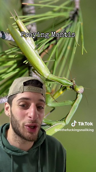 Is this the coolest insect on the planet? #animalfacts #animals #fyp #foryoupage #fypage #prayingmantis #mantis #greenscreen #greenscreenvideo