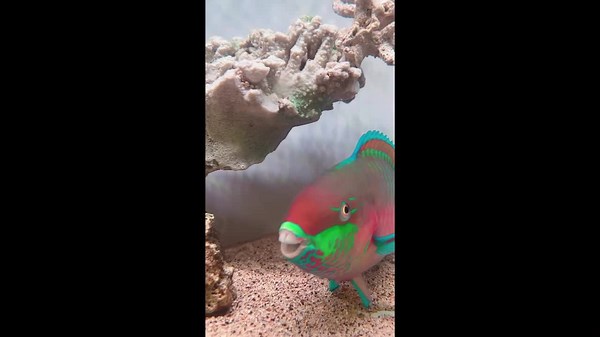 Hilarious moment girl with buck teeth meets 'doppelganger' fish with big gnashers
