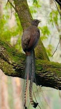 The Bird That Can Copy Almost Any Sound #animals