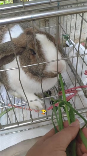 Video của Nguyễn Chung (@chunchun15101) với bản nhạc Num Num Na Num Nam Na Num Na Num - Parry Gripp