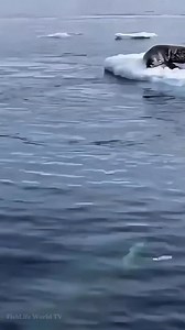 Orcas work together as a team to attack a seal resting on an iceberg, creating powerful waves to wash it into the water. This clever and strategic technique helps them secure a meal. It’s sad for the seal, but this is the reality of life and survival in the wild. 🦭🐋🐋🐋💙🥺😱😱😱 . . #orcaattack #orcawhales #killerwhales #orcas #seals #sealions #seal #iceberg #oceanlife #marinelife #wildlife #NatureDocumentary #FishLifeWorldTV | FishLife world TV