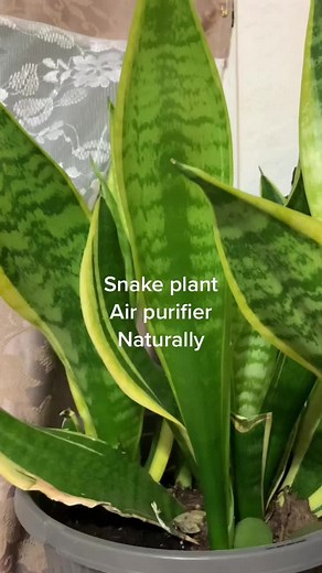 Gardening in Canada (@gardeningcanada)’s videos with original sound - Gardening in Canada