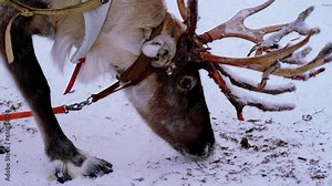 horned reindeer eat moss reindeer moss at deer farm on winter day, wooden cart, Lapland, Northern Finland, indigenous culture, traditionally tourism, ride safari with snow Finnish Arctic north pole
