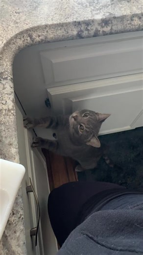 sofia martinez (@sofiamartinez.c)’s videos with sonido original - ckjfdgsdf