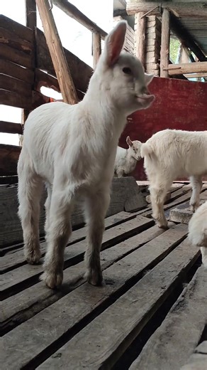 Baby Goats: The Ultimate Source of Joy and Cuteness