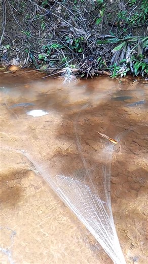 The fish swim in the fast and shallow current | Net Fishing Andventure