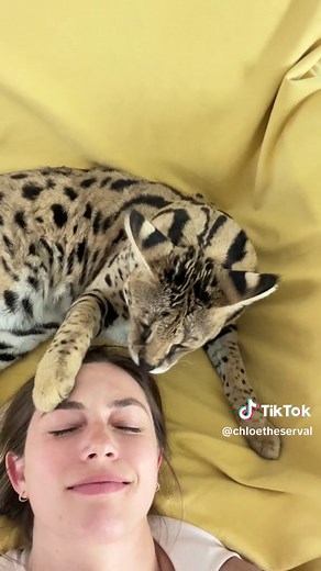 Chloe the Serval: Cat Attack and Funny Moments