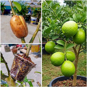 487K views · 1.7K reactions | How to grow lemon plant at home roof by air layering || Best & easy method for planting | Rana Craft | Facebook