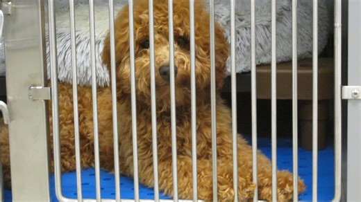 Where to keep a good dog and cat on post: Fort Liberty opens new kennel