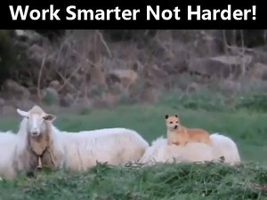 Work smarter not harder | Awesome Animal Videos