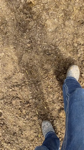 Feed lot life 🤠 #intothethickofit #cows #cattle #feedlotcowboy #yeet #DoYouYuzu