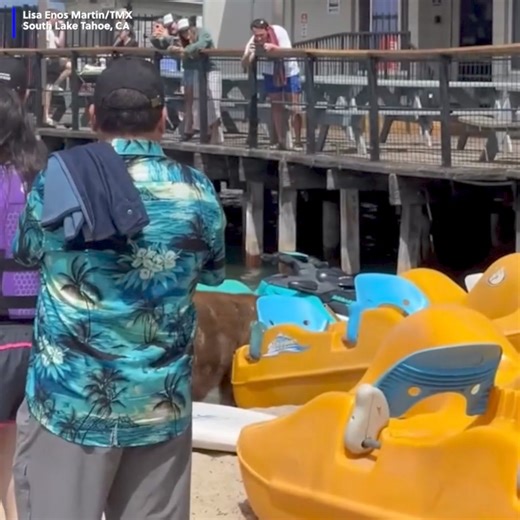 This bear surprised beachgoers as it took a stroll through a crowded area at Lake Tahoe before taking a swim. | WAVE