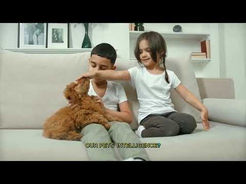 1 Amazing Facts About Humorous pet thoughts and perspectives