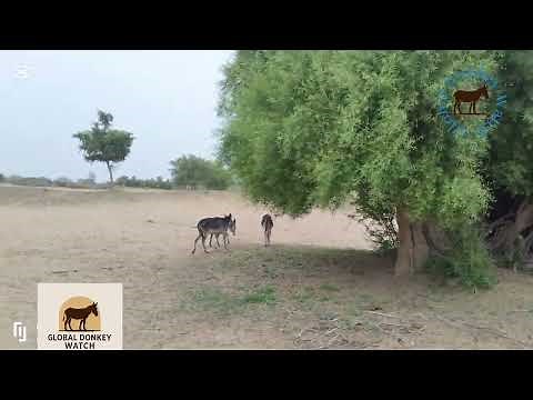 "Wild Donkeys in Desert | Mating, Grazing & Baby Donkey Moments Caught on Camera"