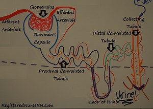 Nephron Structure and Function NCLEX Review