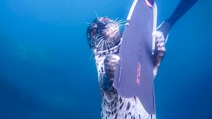 36K views · 1.8K reactions | CUTEST seals :) Seac Scuba Snorkeling | Scuba Diver Girls | Facebook