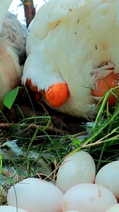 11K views · 146 reactions | Woman catch geese and pik its egg #geese #eggs #ducks #hunting | Uncle Bee Recipe | Facebook