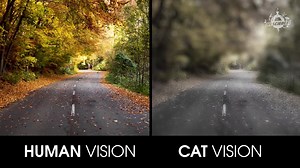 302K views · 3.7K reactions | Have you ever wondered how other animals see the world? What does your dog or cat see when they look around? | IFLScience | Facebook