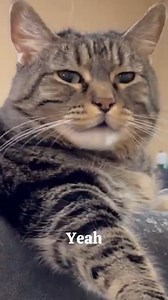 Penny doesn’t appreciate being called grumpy pants! #talkingcat | Aymie And Family Fan