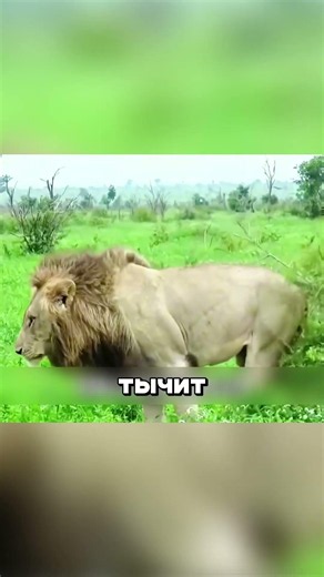 From King to Slave: The Paralyzed King 🦁 #lion #survival