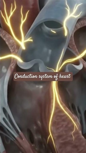 Conduction system of Heart