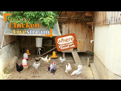 Chicken live stream-you can feed chickens live 🐓