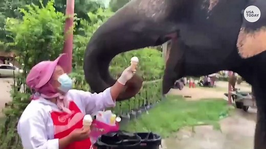 This sweet-toothed pet elephant makes noises and pokes with her tusk for a cold ice cream treat. | USA TODAY Video