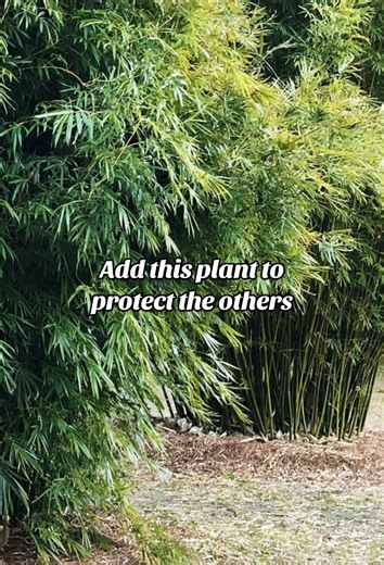 Dwarf Graceful: Ideal Clumping Bamboo for Gardens