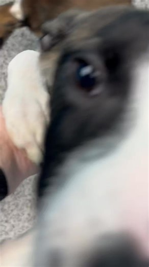 Humane Society of Noble County, Inc., Indiana on Reels