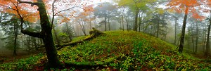 misty forest in autumn 1 360 Panorama | 360Cities